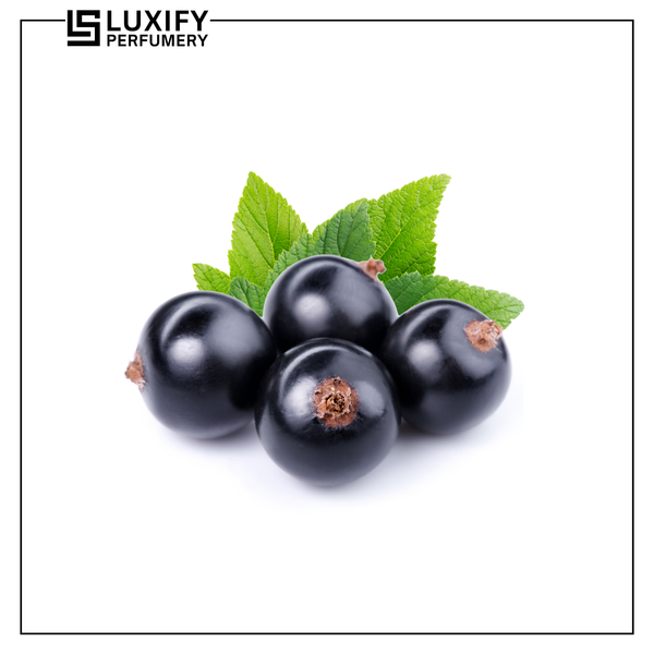 Blackcurrant Accord
